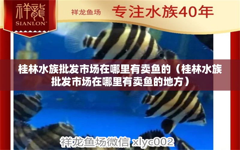 桂林水族批发市场在哪里有卖鱼的（桂林水族批发市场在哪里有卖鱼的地方）