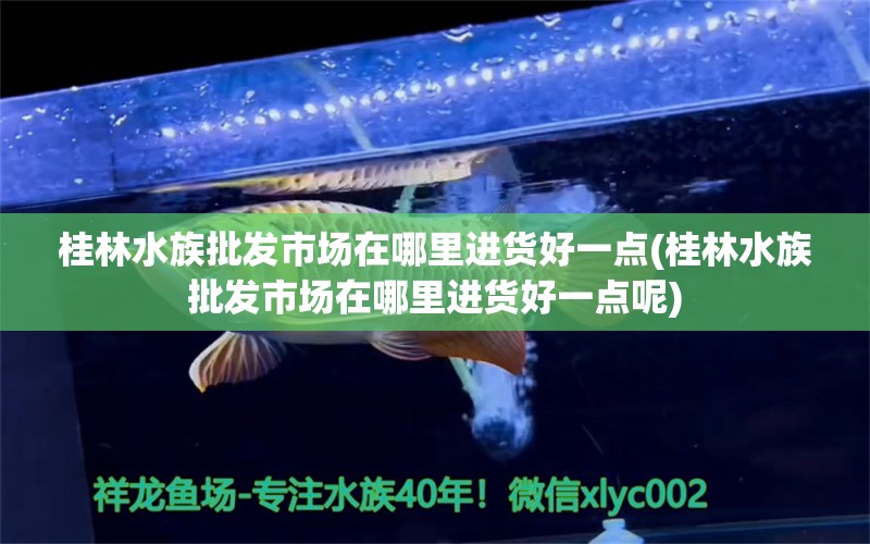 桂林水族批发市场在哪里进货好一点(桂林水族批发市场在哪里进货好一点呢) 观赏鱼水族批发市场