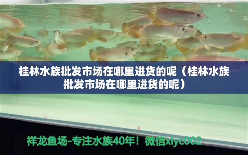 桂林水族批发市场在哪里进货的呢（桂林水族批发市场在哪里进货的呢） 马来西亚猫山王榴莲