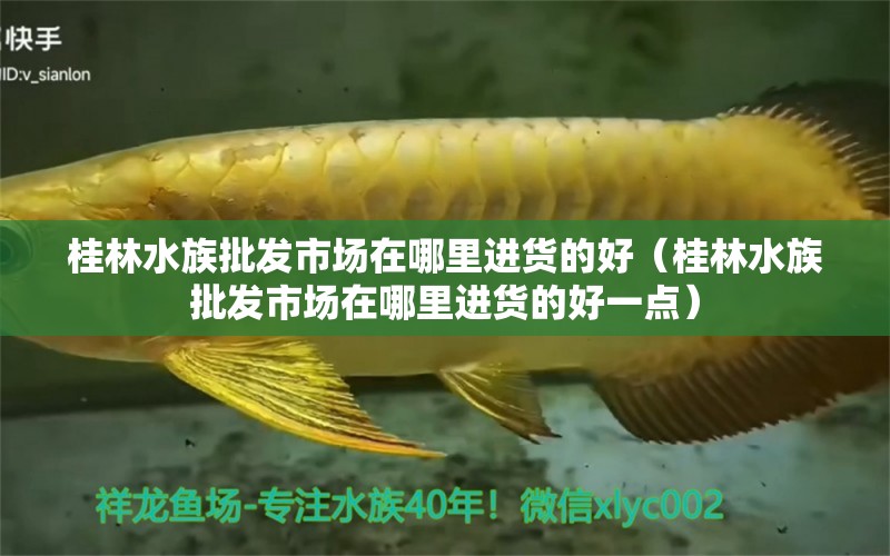 桂林水族批发市场在哪里进货的好（桂林水族批发市场在哪里进货的好一点）