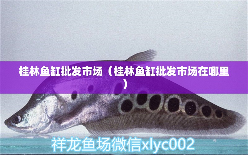 桂林鱼缸批发市场（桂林鱼缸批发市场在哪里） 观赏鱼水族批发市场