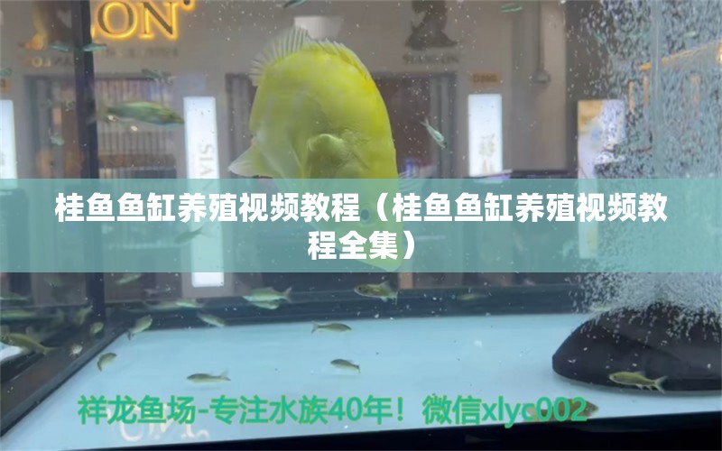 桂鱼鱼缸养殖视频教程（桂鱼鱼缸养殖视频教程全集）