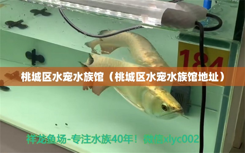 桃城区水宠水族馆（桃城区水宠水族馆地址） 全国水族馆企业名录