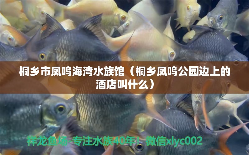 桐乡市凤鸣海湾水族馆（桐乡凤鸣公园边上的酒店叫什么）