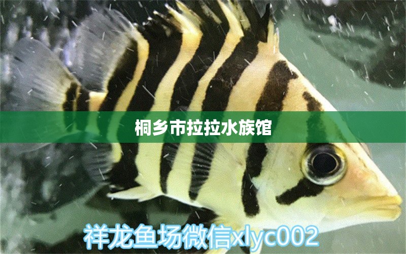 桐乡市拉拉水族馆