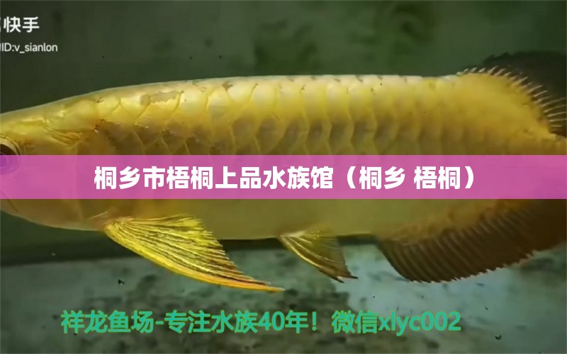 桐乡市梧桐上品水族馆（桐乡 梧桐）