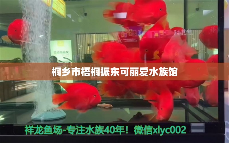 桐乡市梧桐振东可丽爱水族馆