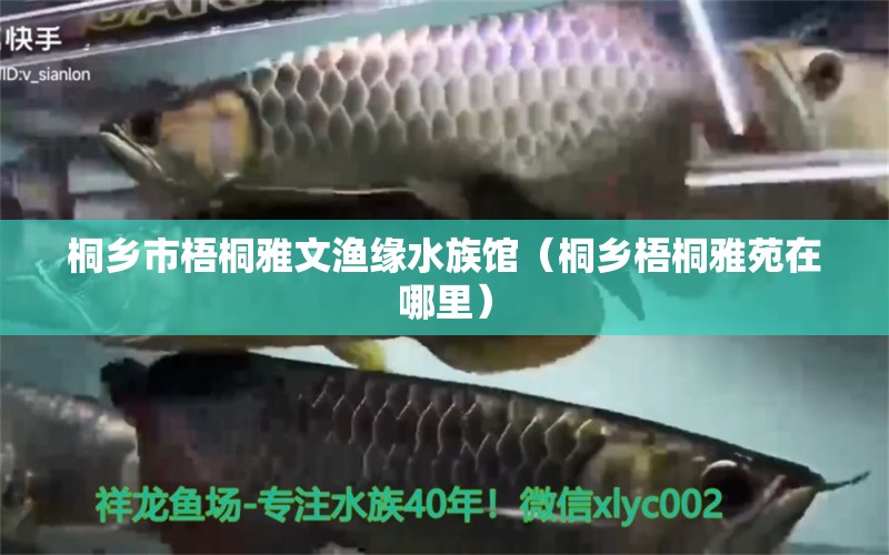 桐乡市梧桐雅文渔缘水族馆（桐乡梧桐雅苑在哪里）