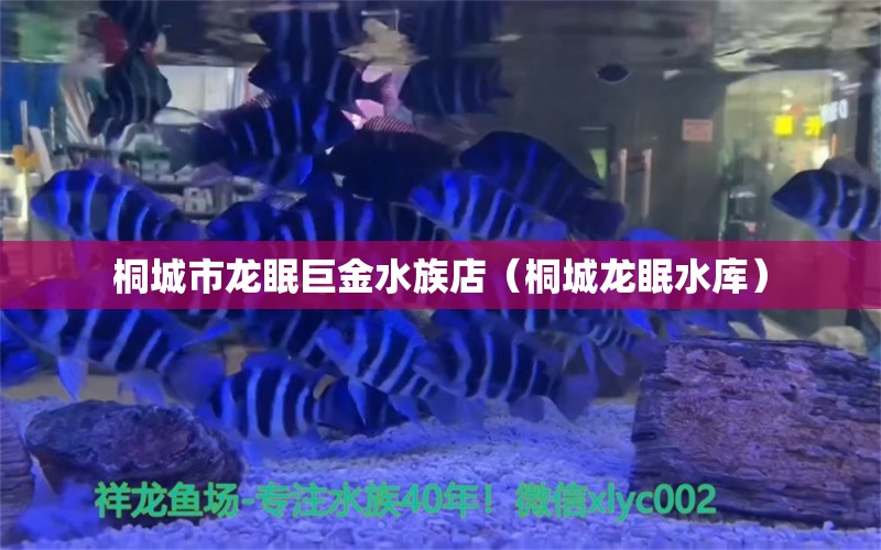 桐城市龙眠巨金水族店（桐城龙眠水库）