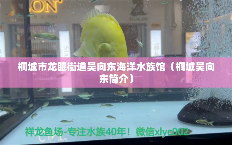 桐城市龙眠街道吴向东海洋水族馆（桐城吴向东简介）