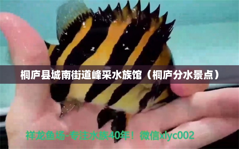 桐庐县城南街道峰采水族馆（桐庐分水景点） 全国水族馆企业名录