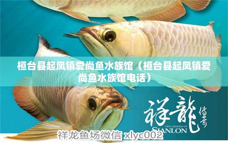 桓台县起凤镇爱尚鱼水族馆（桓台县起凤镇爱尚鱼水族馆电话）