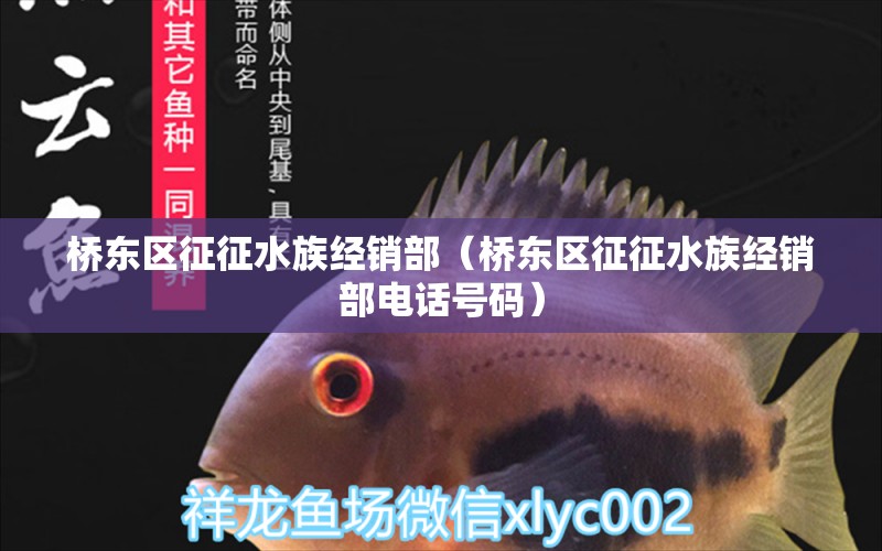 桥东区征征水族经销部（桥东区征征水族经销部电话号码）