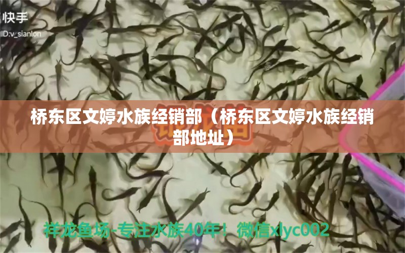 桥东区文婷水族经销部（桥东区文婷水族经销部地址）