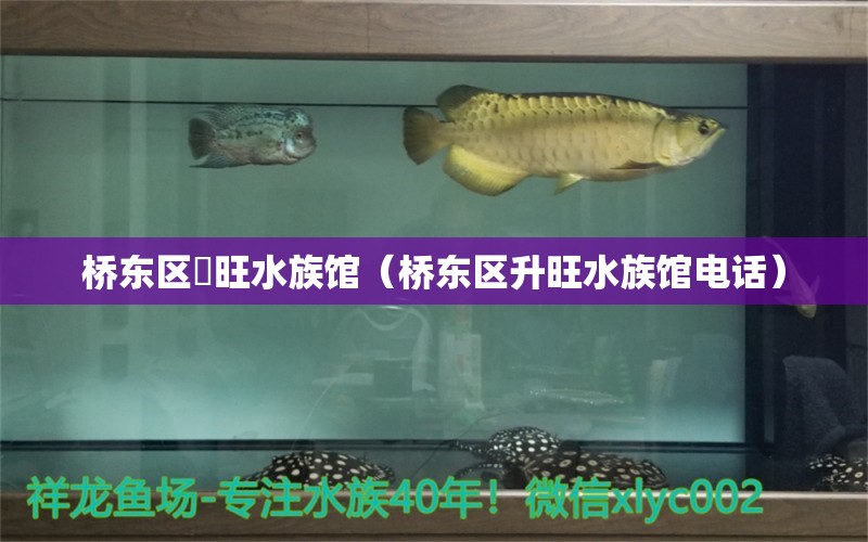 桥东区昇旺水族馆（桥东区升旺水族馆电话）