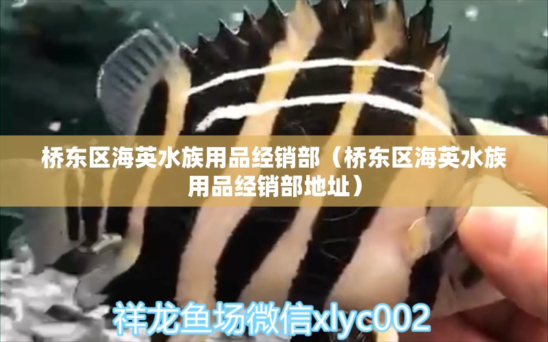 桥东区海英水族用品经销部（桥东区海英水族用品经销部地址）