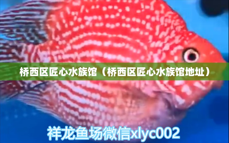 桥西区匠心水族馆（桥西区匠心水族馆地址）