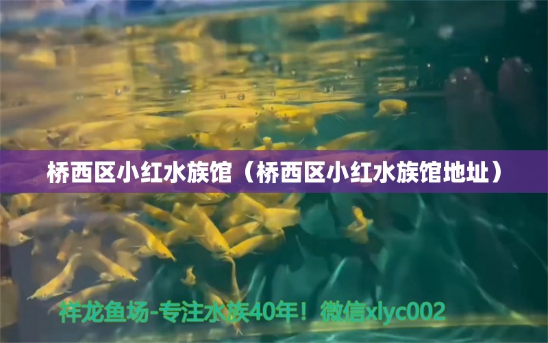 桥西区小红水族馆（桥西区小红水族馆地址）