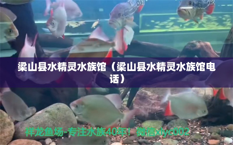 梁山县水精灵水族馆（梁山县水精灵水族馆电话）