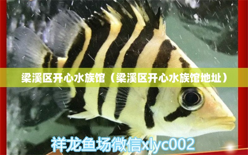 梁溪区开心水族馆（梁溪区开心水族馆地址）