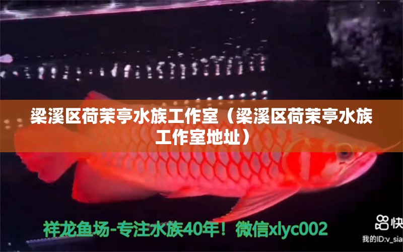 梁溪区荷茉亭水族工作室（梁溪区荷茉亭水族工作室地址）