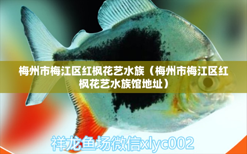 梅州市梅江区红枫花艺水族（梅州市梅江区红枫花艺水族馆地址） 全国水族馆企业名录