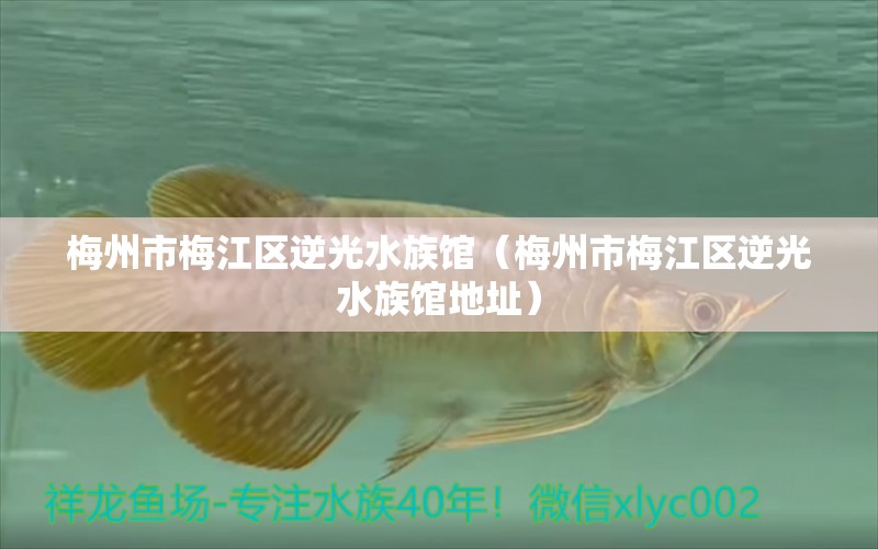 梅州市梅江区逆光水族馆（梅州市梅江区逆光水族馆地址）