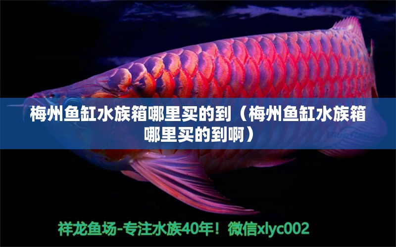 梅州鱼缸水族箱哪里买的到（梅州鱼缸水族箱哪里买的到啊）