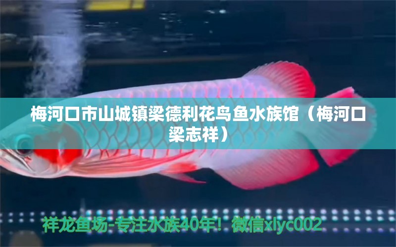 梅河口市山城镇梁德利花鸟鱼水族馆（梅河口梁志祥） 全国水族馆企业名录