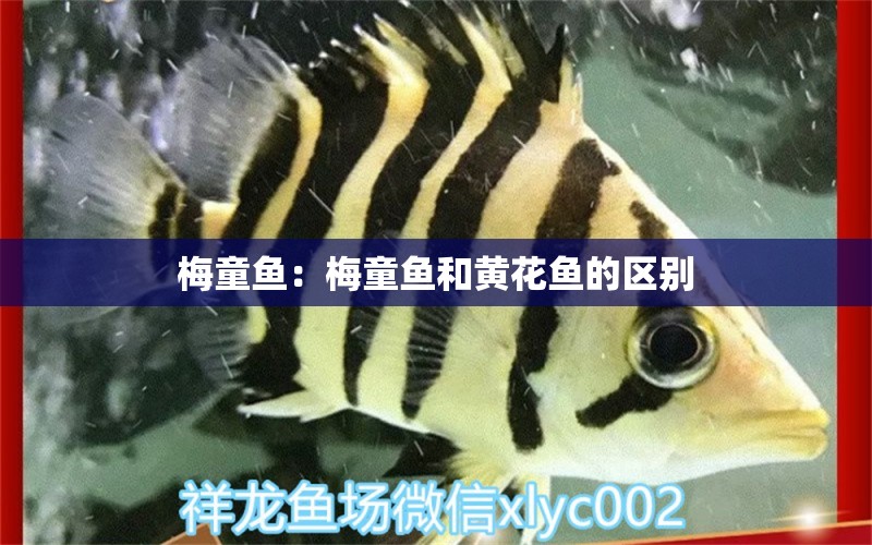 梅童鱼：梅童鱼和黄花鱼的区别 观赏鱼