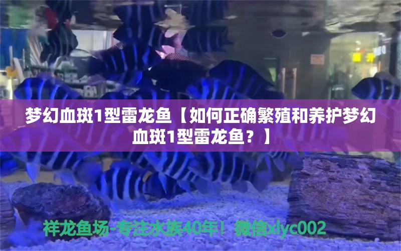 梦幻血斑1型雷龙鱼【如何正确繁殖和养护梦幻血斑1型雷龙鱼？】 水族问答 第2张