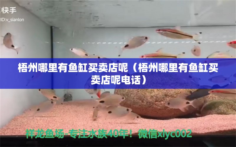 梧州哪里有鱼缸买卖店呢（梧州哪里有鱼缸买卖店呢电话） 观赏鱼市场（混养鱼）