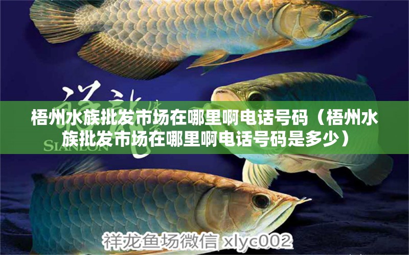 梧州水族批发市场在哪里啊电话号码（梧州水族批发市场在哪里啊电话号码是多少） 观赏鱼水族批发市场