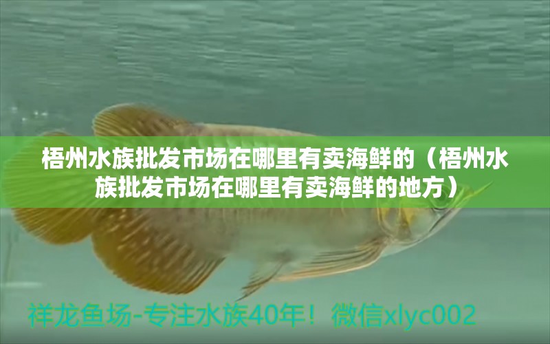 梧州水族批发市场在哪里有卖海鲜的（梧州水族批发市场在哪里有卖海鲜的地方）