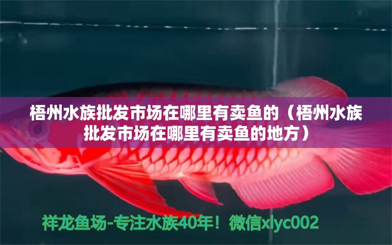 梧州水族批发市场在哪里有卖鱼的（梧州水族批发市场在哪里有卖鱼的地方） 观赏鱼水族批发市场