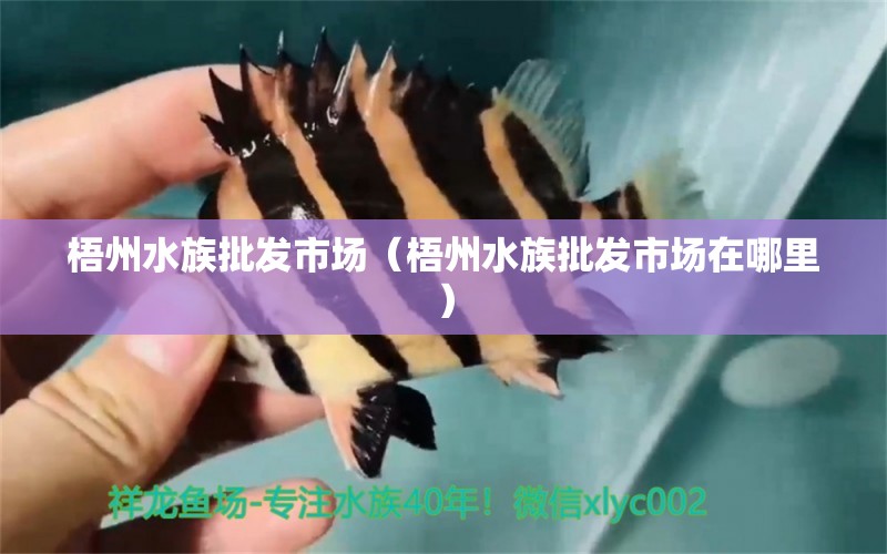 梧州水族批发市场（梧州水族批发市场在哪里） 观赏鱼水族批发市场