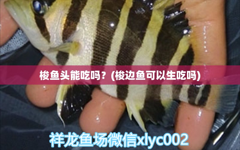 梭鱼头能吃吗？(梭边鱼可以生吃吗)