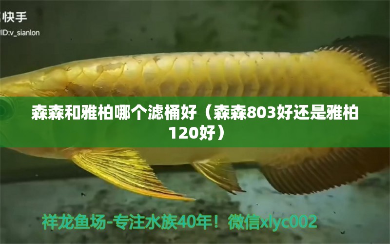 森森和雅柏哪个滤桶好（森森803好还是雅柏120好） 森森鱼缸