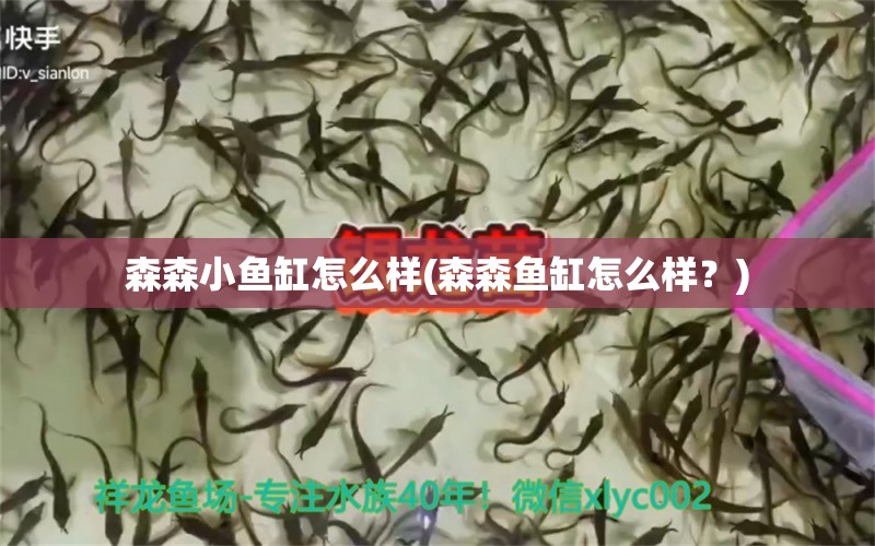 森森小鱼缸怎么样(森森鱼缸怎么样？)