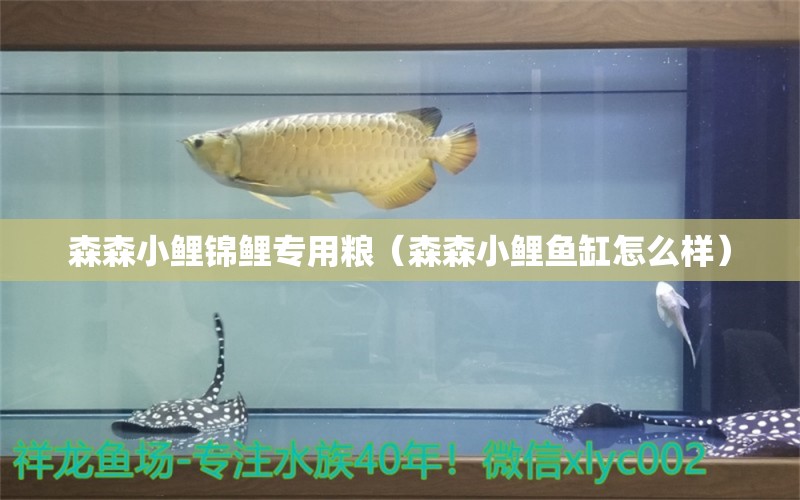 森森小鲤锦鲤专用粮（森森小鲤鱼缸怎么样） 森森鱼缸