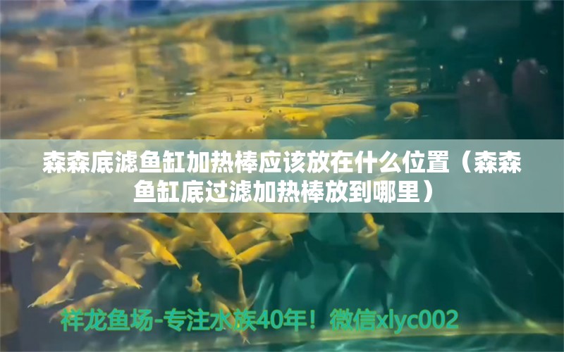 森森底滤鱼缸加热棒应该放在什么位置（森森鱼缸底过滤加热棒放到哪里）