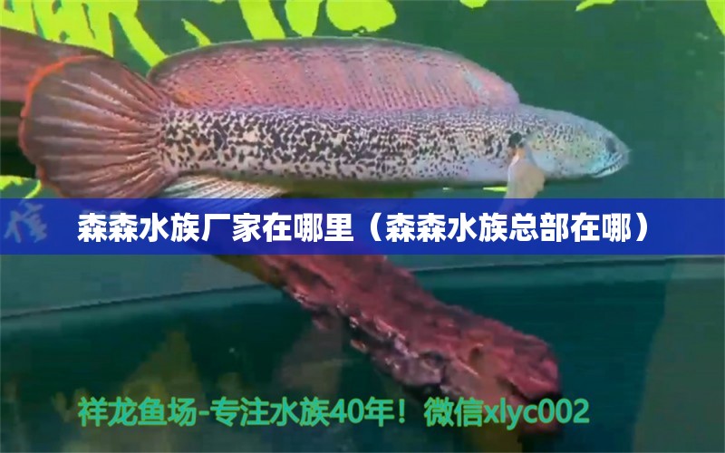 森森水族厂家在哪里（森森水族总部在哪）