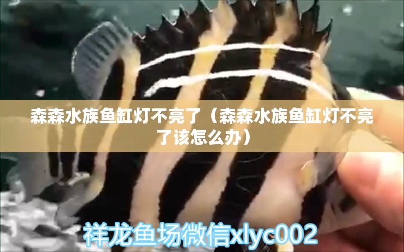 森森水族鱼缸灯不亮了（森森水族鱼缸灯不亮了该怎么办）