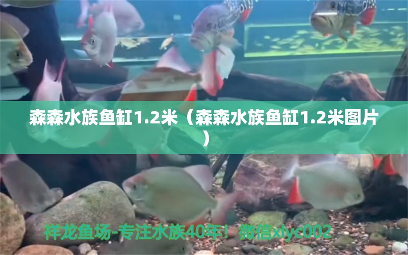 森森水族鱼缸1.2米（森森水族鱼缸1.2米图片）