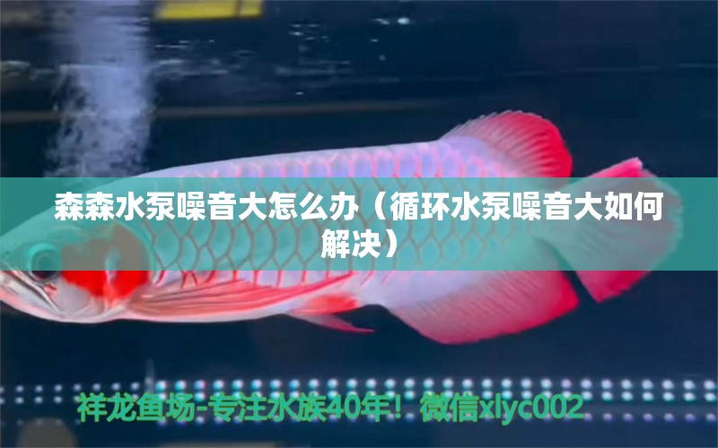 森森水泵噪音大怎么办（循环水泵噪音大如何解决）