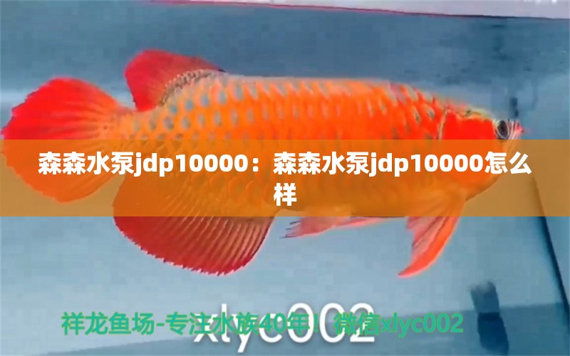 森森水泵jdp10000：森森水泵jdp10000怎么样 森森鱼缸 第2张