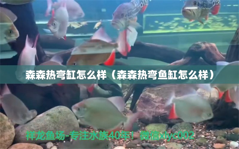 森森热弯缸怎么样（森森热弯鱼缸怎么样） 森森鱼缸