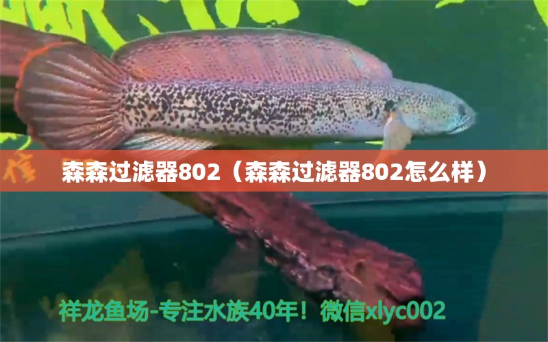 森森过滤器802（森森过滤器802怎么样）