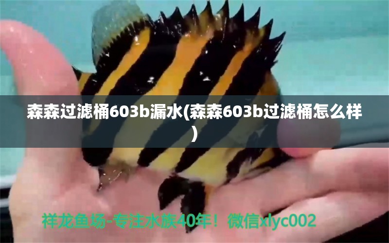 森森过滤桶603b漏水(森森603b过滤桶怎么样)