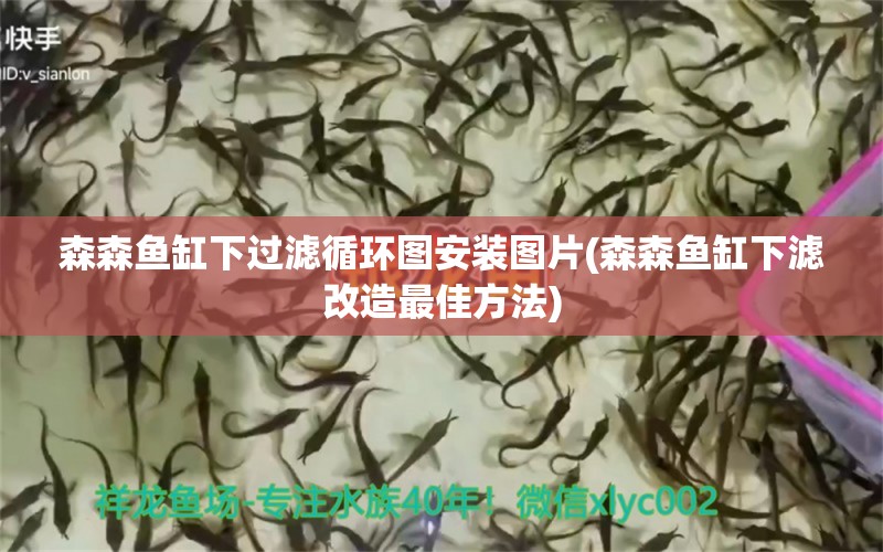 森森鱼缸下过滤循环图安装图片(森森鱼缸下滤改造最佳方法)